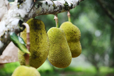 Close-up of fruits growing on tree