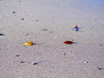 High angle view of crab on sand