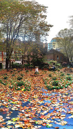 Autumn leaves on tree trunk