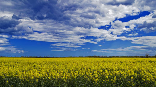 Scenic view of oilseed rape field against cloudy sky