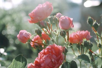 Close-up of pink flowering plants