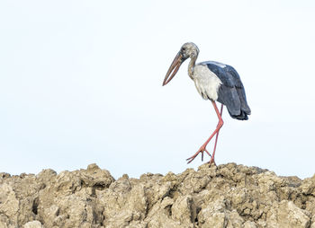 Bird perching on rock against sky