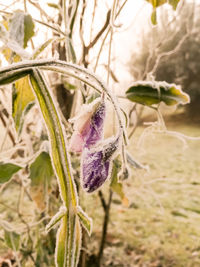 Close-up of purple flowering plant