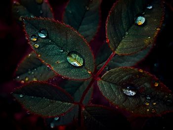 Close-up of raindrops on leaves