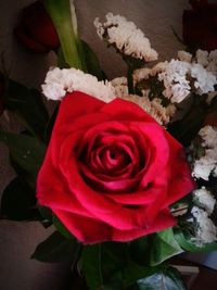 Close-up of pink rose