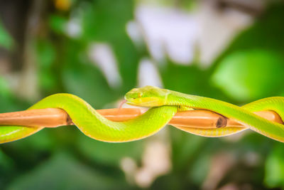 Close-up of lizard on leaf