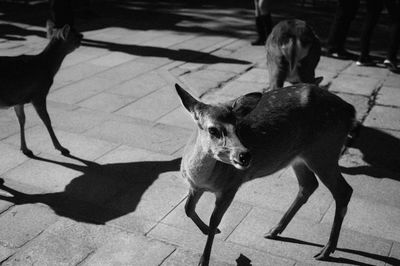 High angle portrait of dog standing on footpath