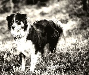 Dog standing in a field