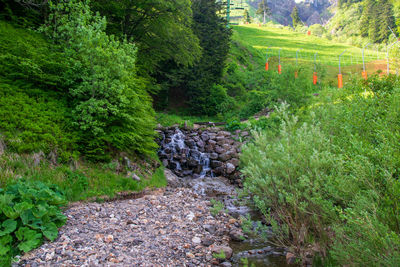 Scenic view of forest