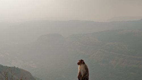 Dog on mountain against sky