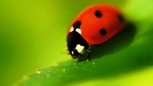 Close-up of ladybug on leaf