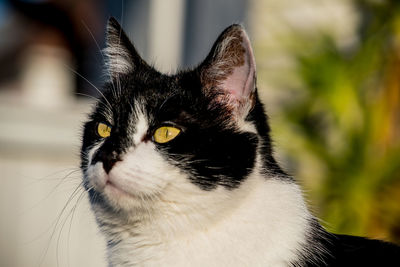 Close-up of a cat looking away