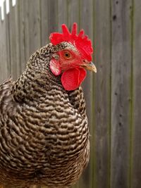 Close-up of rooster