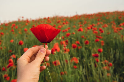 Female hand holding red poppy flowers in a wild field. vivid poppies meadow in spring. beautiful
