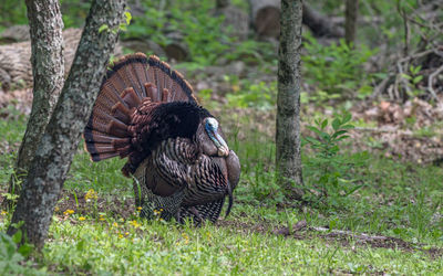 Full frame view of wild turkey strutting and displaying his tail feathers quartering view