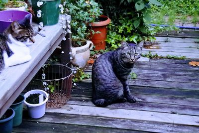 Horse sitting outdoors