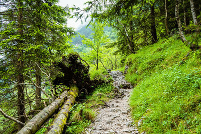 Trail amidst trees in forest