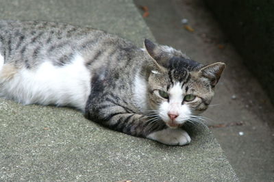 High angle view of cat on steps