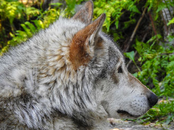 Close-up of a dog