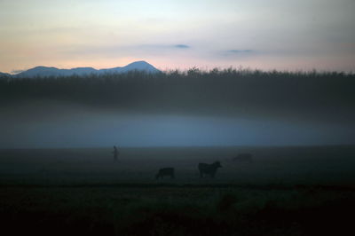 Scenic view of field against sky during sunset