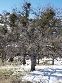 Trees on field during winter against sky