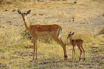 Deer family standing on field