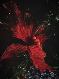 Close-up of red flower at night