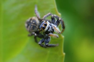 Close-up of insect on leaf