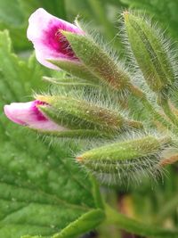 Close-up of pink flower bud