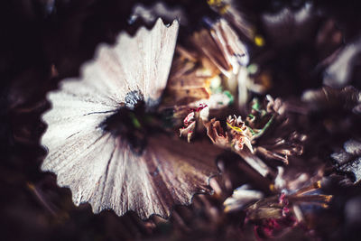 Close-up of wilted flower on plant