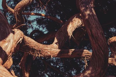 Close-up of tree trunk in forest