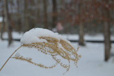 Close-up of frozen plant on snow covered field