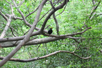 Low angle view of bird perching on a tree