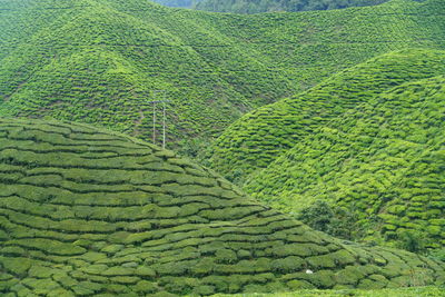 Scenic view of agricultural field