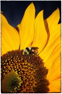 Close-up of honey bee pollinating on sunflower