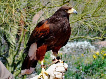 Close-up of eagle perching on tree