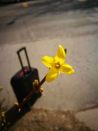 Close-up of yellow flower