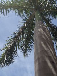 Low angle view of palm tree