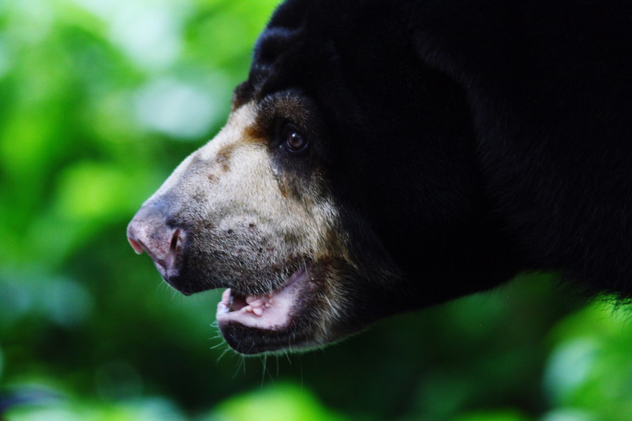 one animal, animal themes, dog, mammal, pets, domestic animals, close-up, focus on foreground, animal head, selective focus, animal body part, no people, looking away, day, outdoors, black color, zoology, nature, field, part of