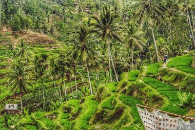 Scenic view of agricultural field