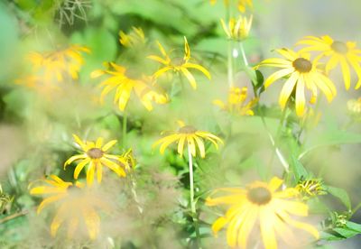 Close-up of yellow flowering plants on field