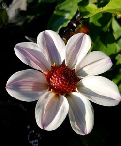 Close-up of flowers blooming outdoors