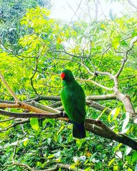 Low angle view of bird perching on tree