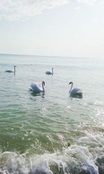 Birds swimming in sea against sky