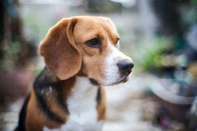 Close-up of dog looking away