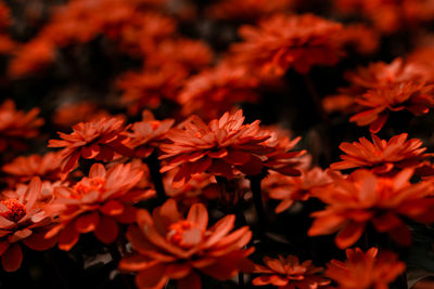 Close-up of red flowers blooming outdoors