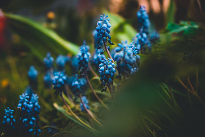 Close-up of purple flowering plant
