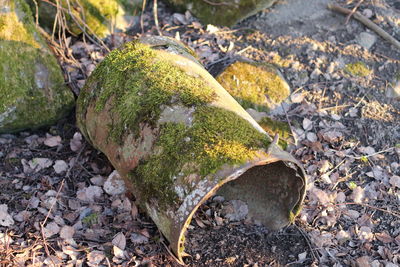 Close-up of plant growing on field