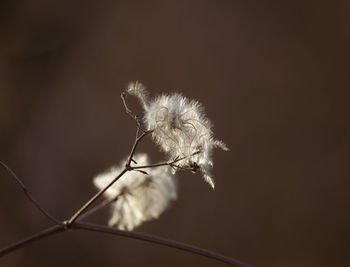 Close-up of dandelion on plant