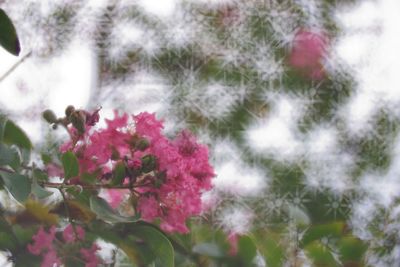 Close-up of pink flowering plant